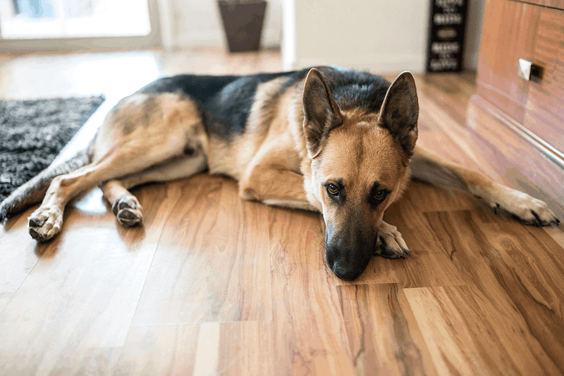 German Shepherds Struggle With Hip Problems