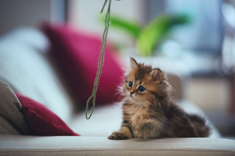 String, Yarn, And Thread