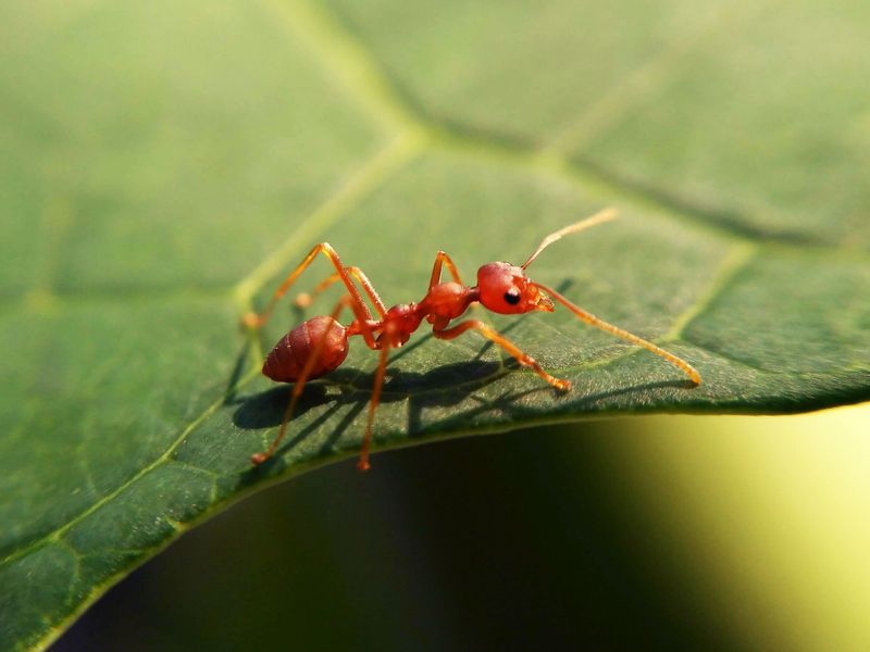Fire Ants: Tiny Terrors With Burning Bites