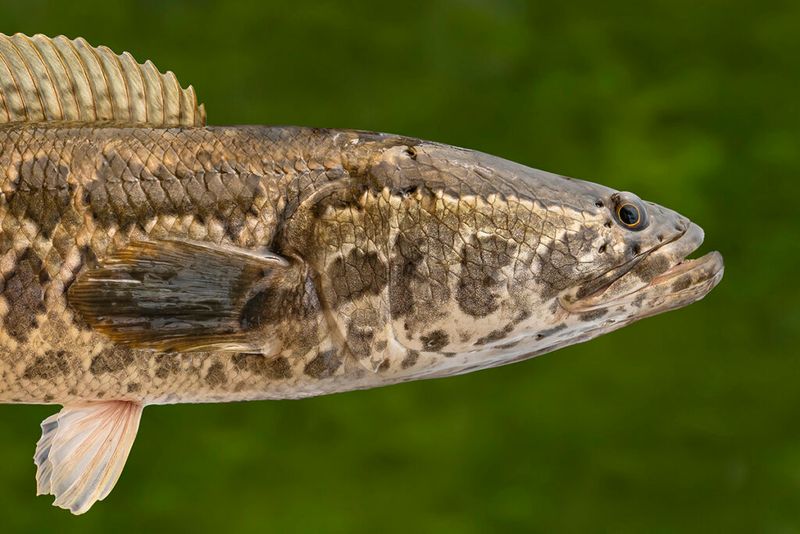 Northern Snakehead: The Fish That Walks