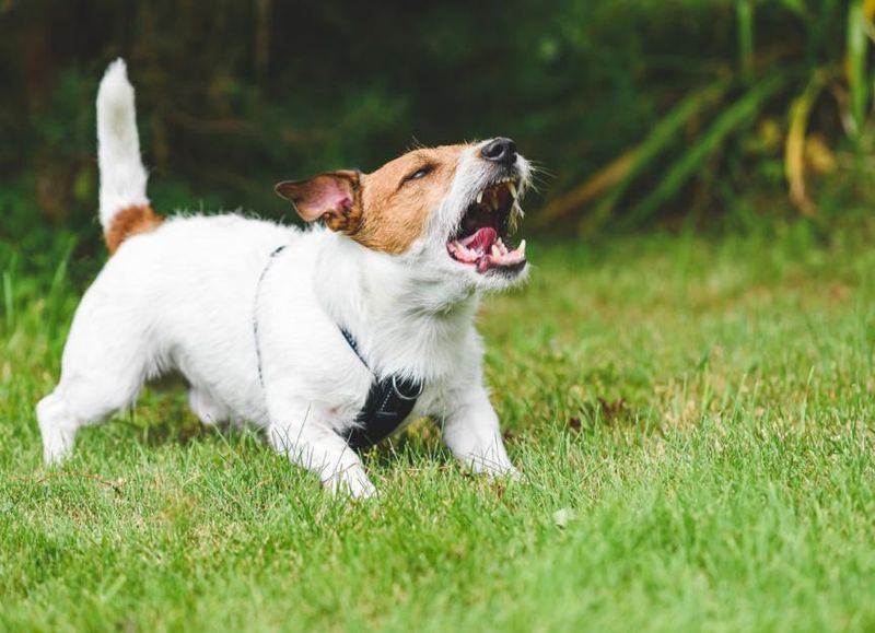 Aggression Towards People Or Other Animals