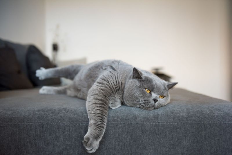 Lethargy And Disinterest