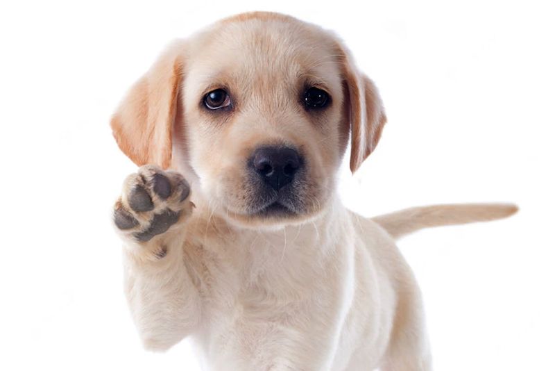 Sweaty Paws
