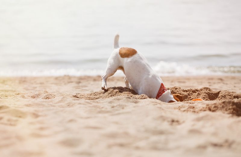 Endless Playtime On The Sand