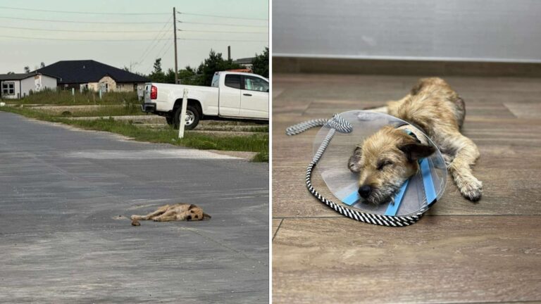 Exhausted Stray Dog In Texas Collapses On Road Until Help Finally Arrives