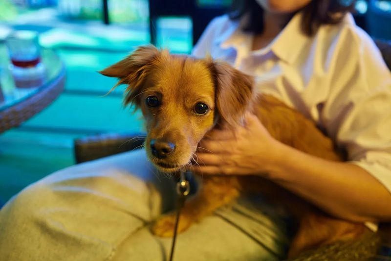 Dogs Are Grateful And They Show It
