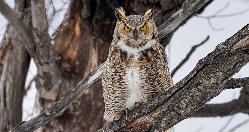 Great Horned Owl (Bubo Virginianus)