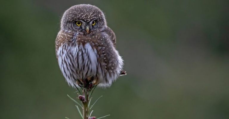 Explore The Fascinating Types Of Owls In North America