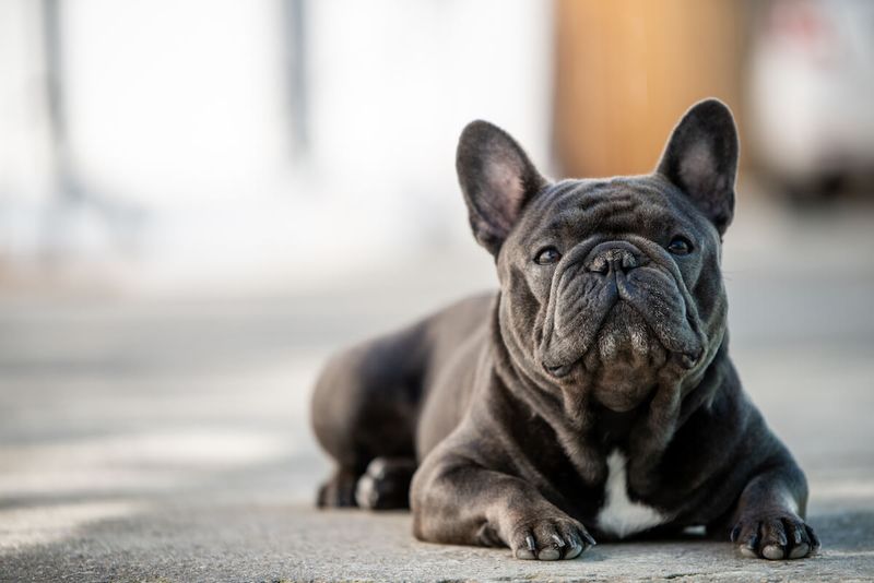 Fact #11: They're Surprisingly Quiet For City Dogs