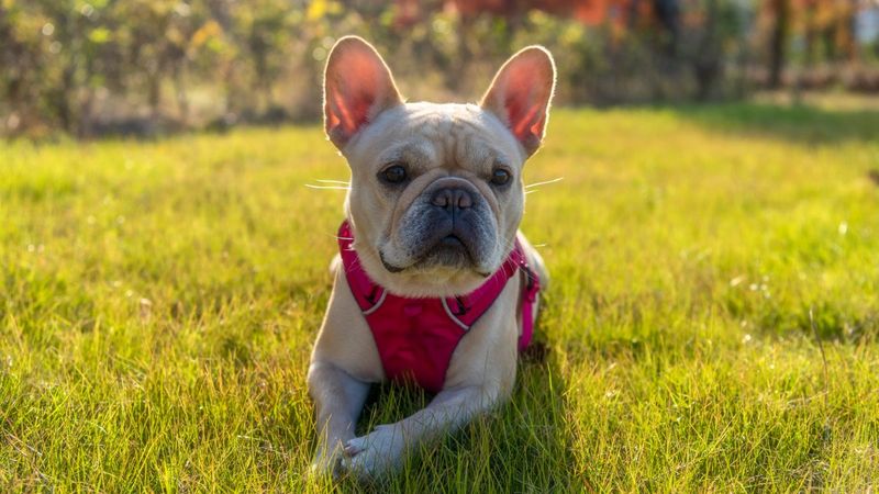 Fact #12: The Rise Of French Bulldogs In Pop Culture