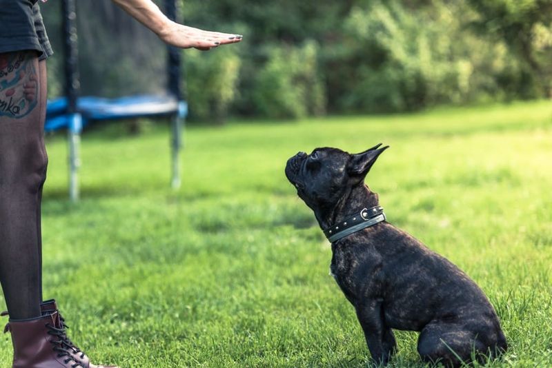 Fact #3: Minimal Exercise Needs, But Still Playful