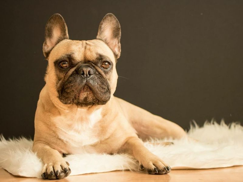 Fact #8: French Bulldogs Are Low-Shedding And Easy To Groom