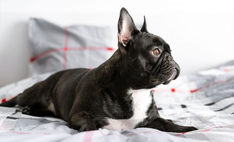 Fact #10: French Bulldogs Love To Cuddle And Relax