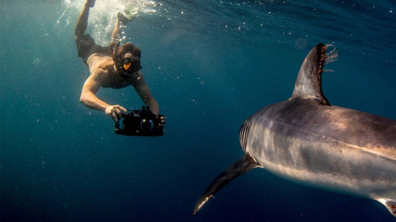 Shark Encounters With Humans - Frequency And Risk
