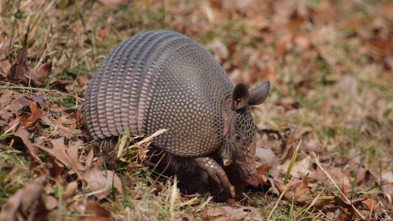 Challenges Faced By Armadillos In Northern Climates