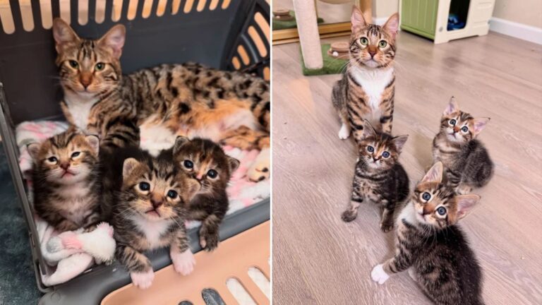 kittens