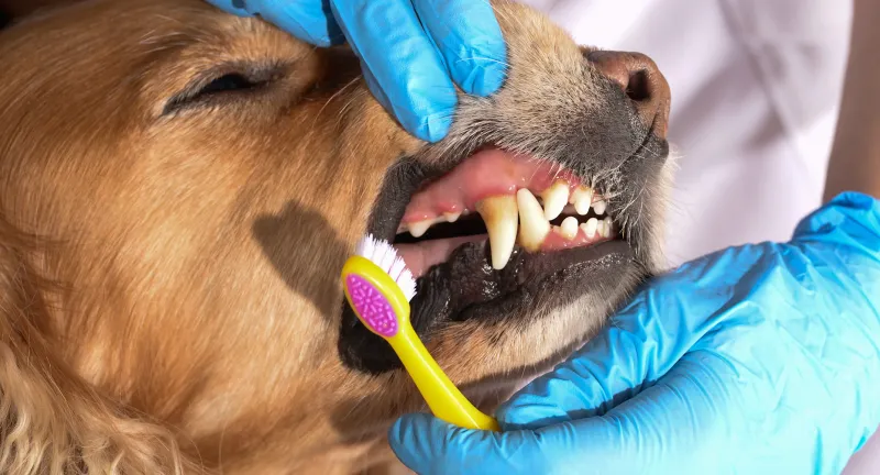 Neglect Dental Care