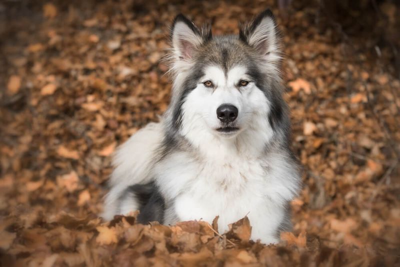 Wolf Hybrids