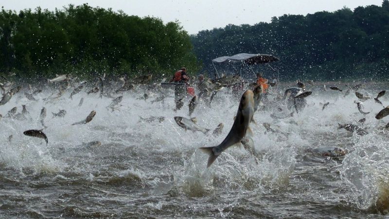 Asian Carp: The Flying Fish Menace