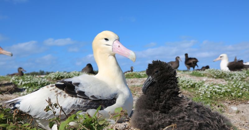 Short-Tailed Albatross
