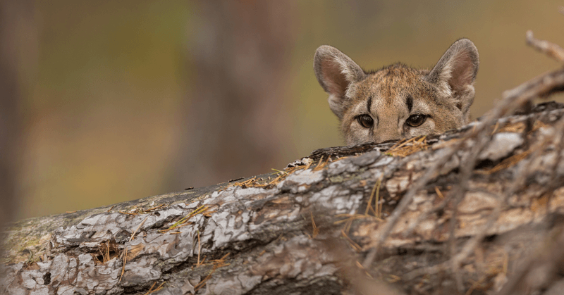 Why Cougars Vanished From Michigan And What Brought Them Back