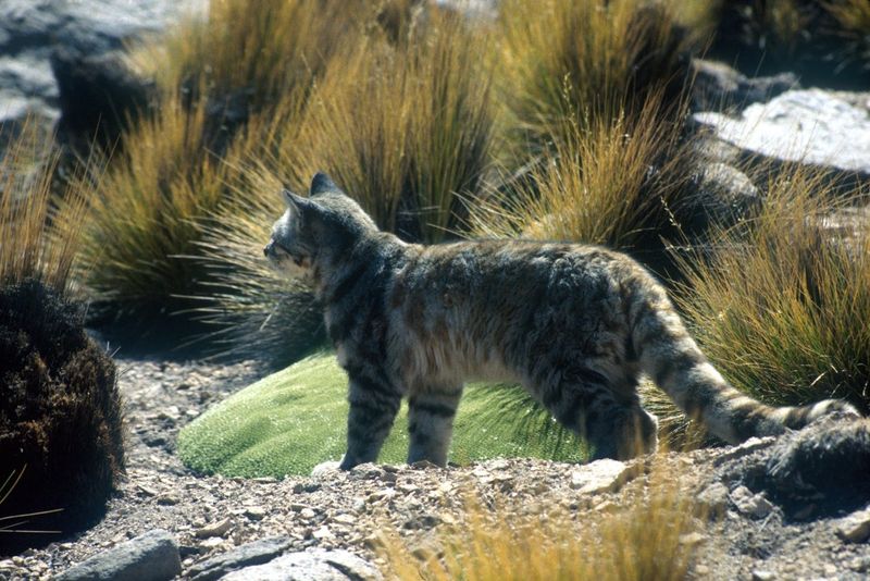 One Of The Rarest Cats On Earth