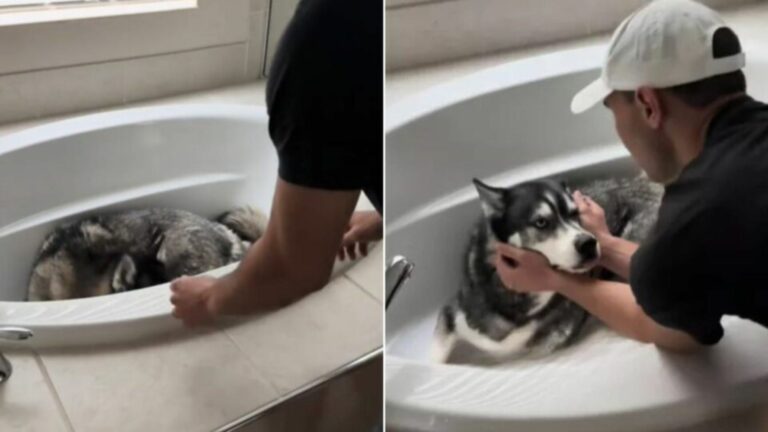 couple and husky