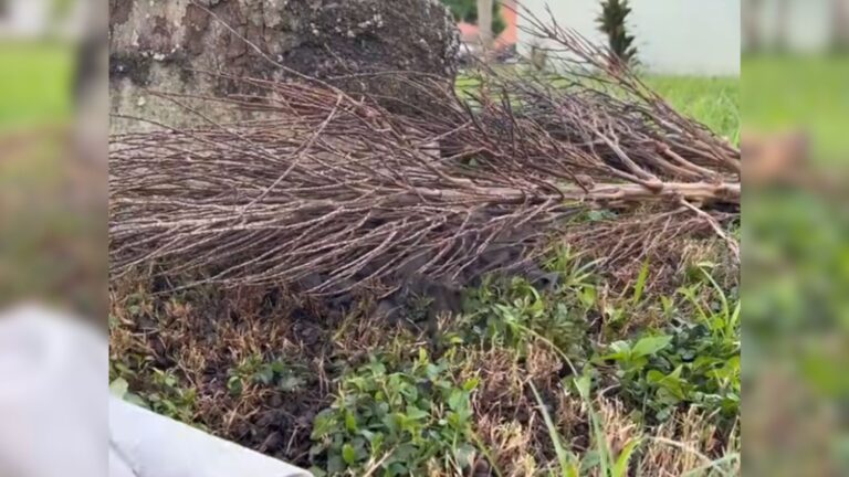 fallen palm