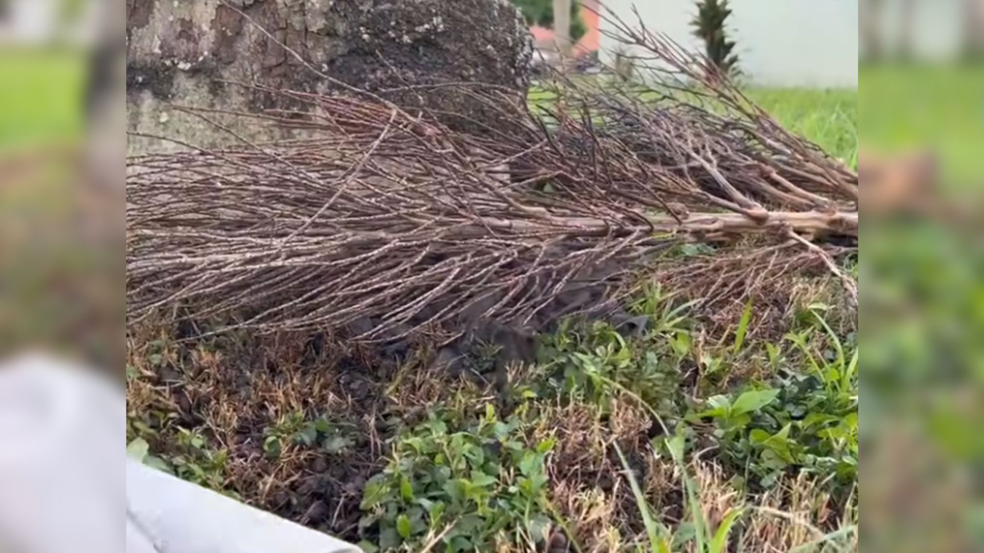 fallen palm
