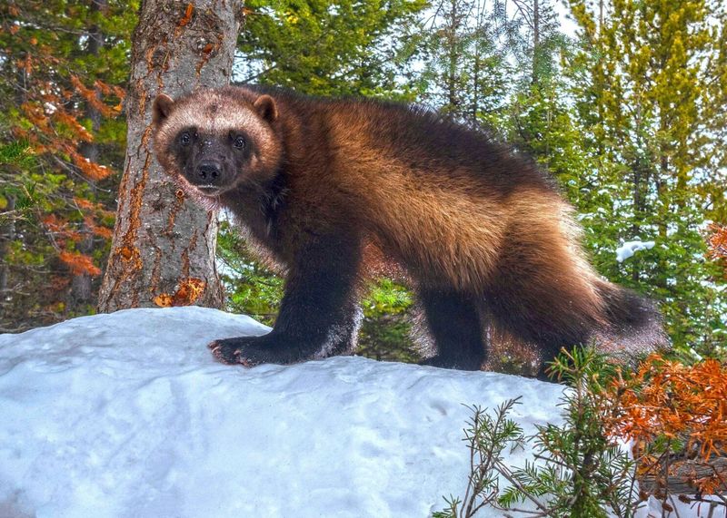 North American Wolverine