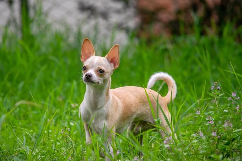Tiny Chihuahuas Beat The Heat Effortlessly