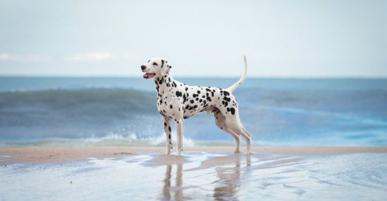 Florida Residents Swear These Dog Breeds Are The Best For Hot Weather Living