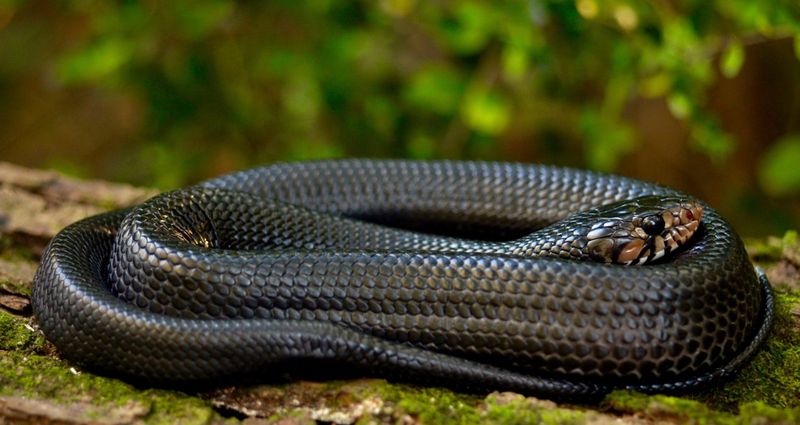 Georgia – Eastern Indigo Snake