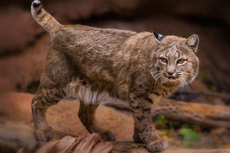 Georgia – Bobcat