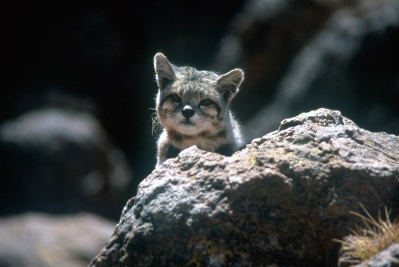 About The Size Of A House Cat – But Wild At Heart