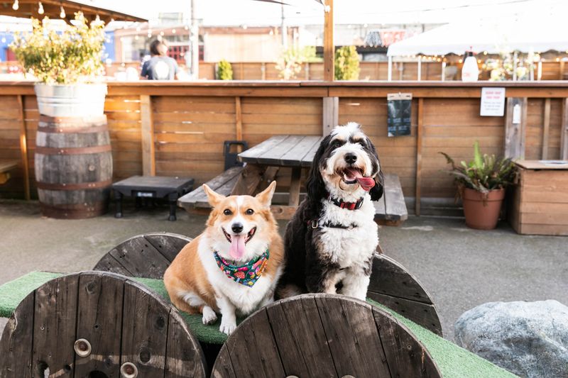 Active Pet Communities