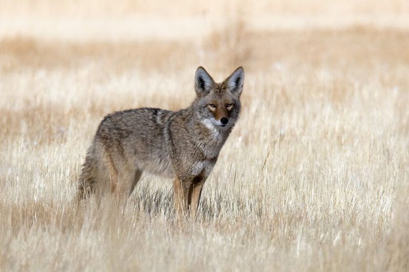 Coyote: The Wise Trickster