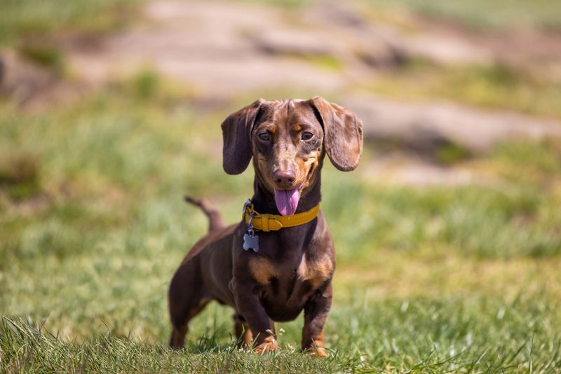 Dachshund
