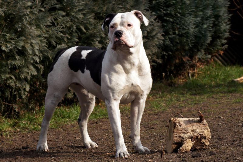 American Bulldog