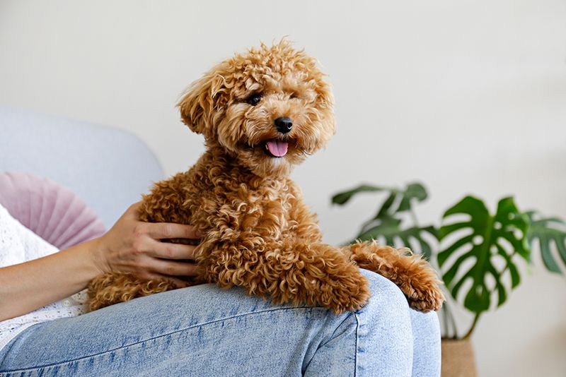 Toy Poodle