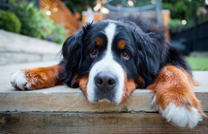Bernese Mountain Dogs' Cancer Risk