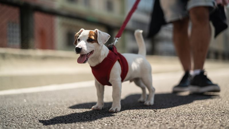Tail Wagging Every Time The Leash Comes Out