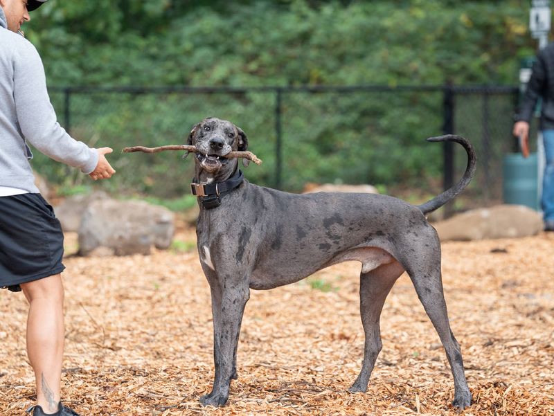 Troutdale Dog Park – Troutdale
