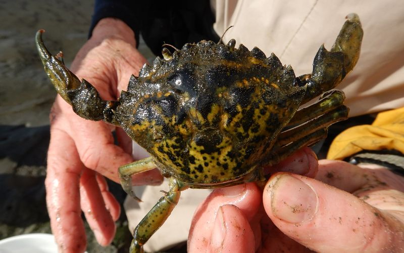 European Green Crab: The Shellfish Shredder