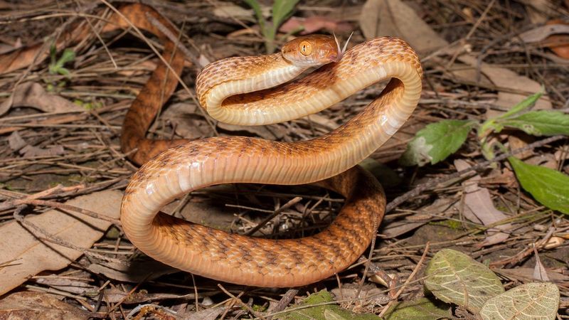 Brown Tree Snake