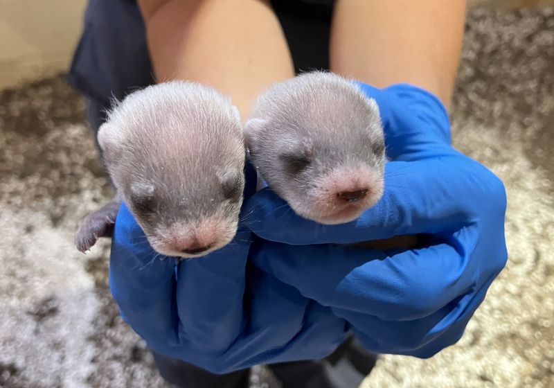 Historic Cloning Milestone