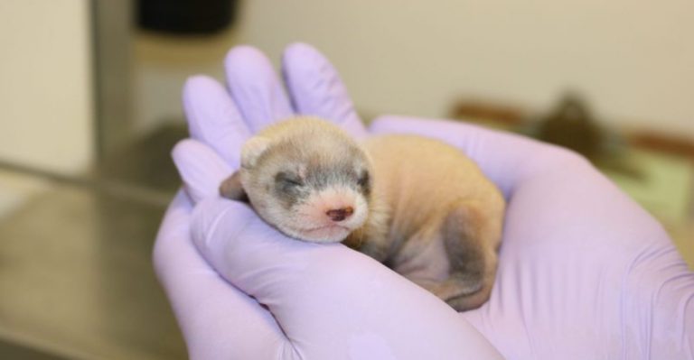 Geneticists Revive And Bring Back A Nearly Extinct American Species