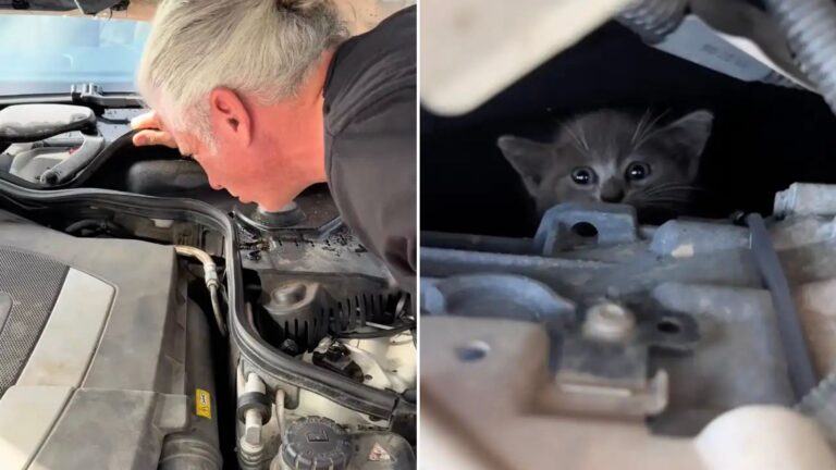 mechanic checking car