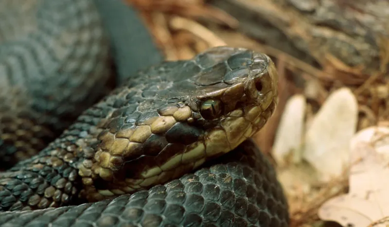 Louisiana – 32.5 bites/million