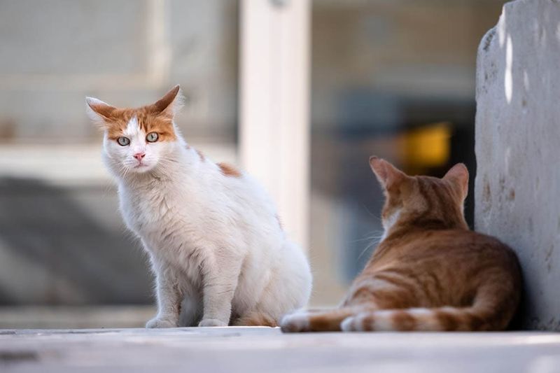 Hawaii – Feral Cat